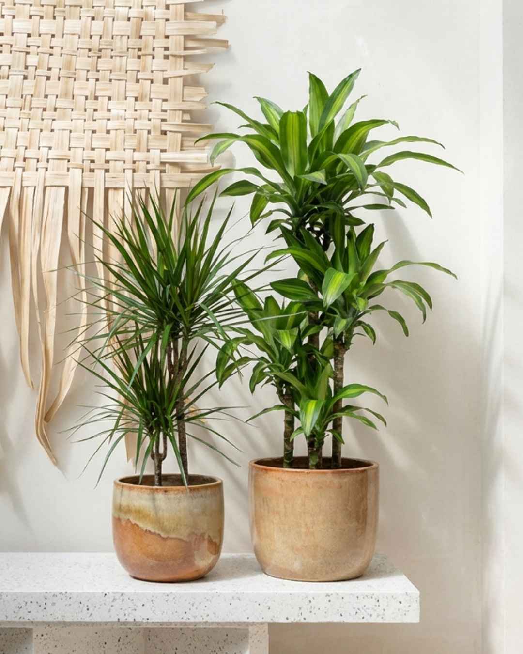 Dracaena - Pur Plant
