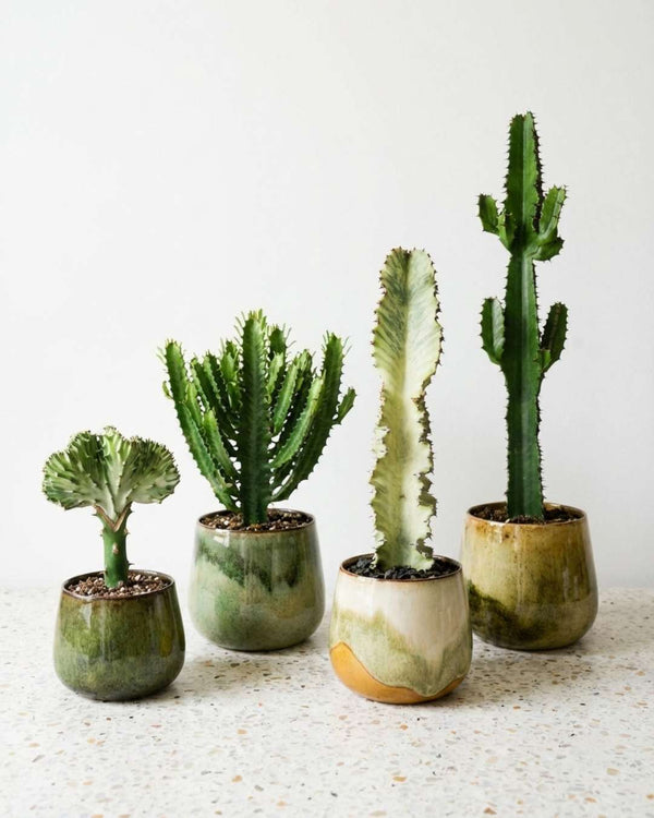 Euphorbia