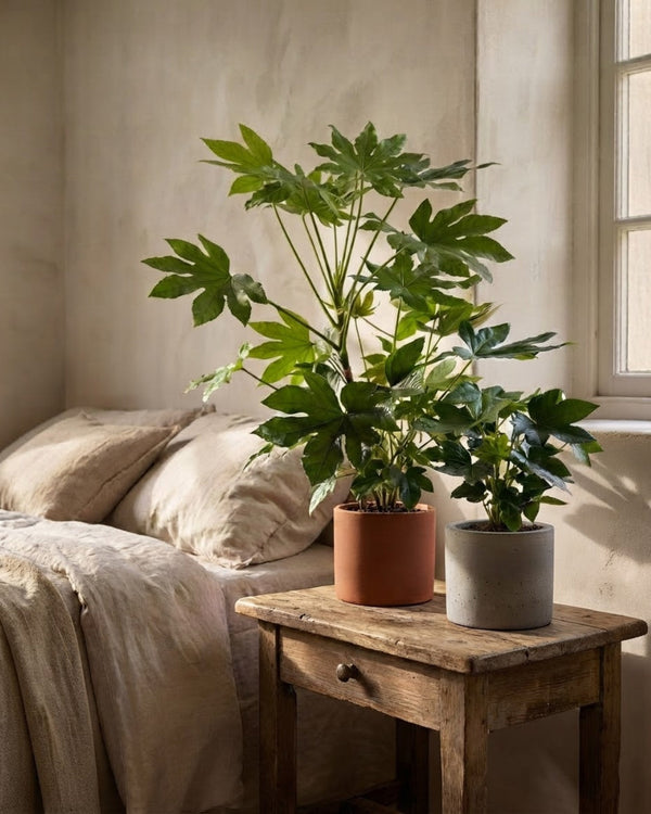 Plantas Fatsia