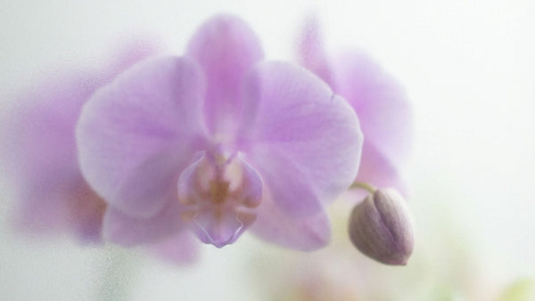 Flores para el Día de la Madre - Pur Plant