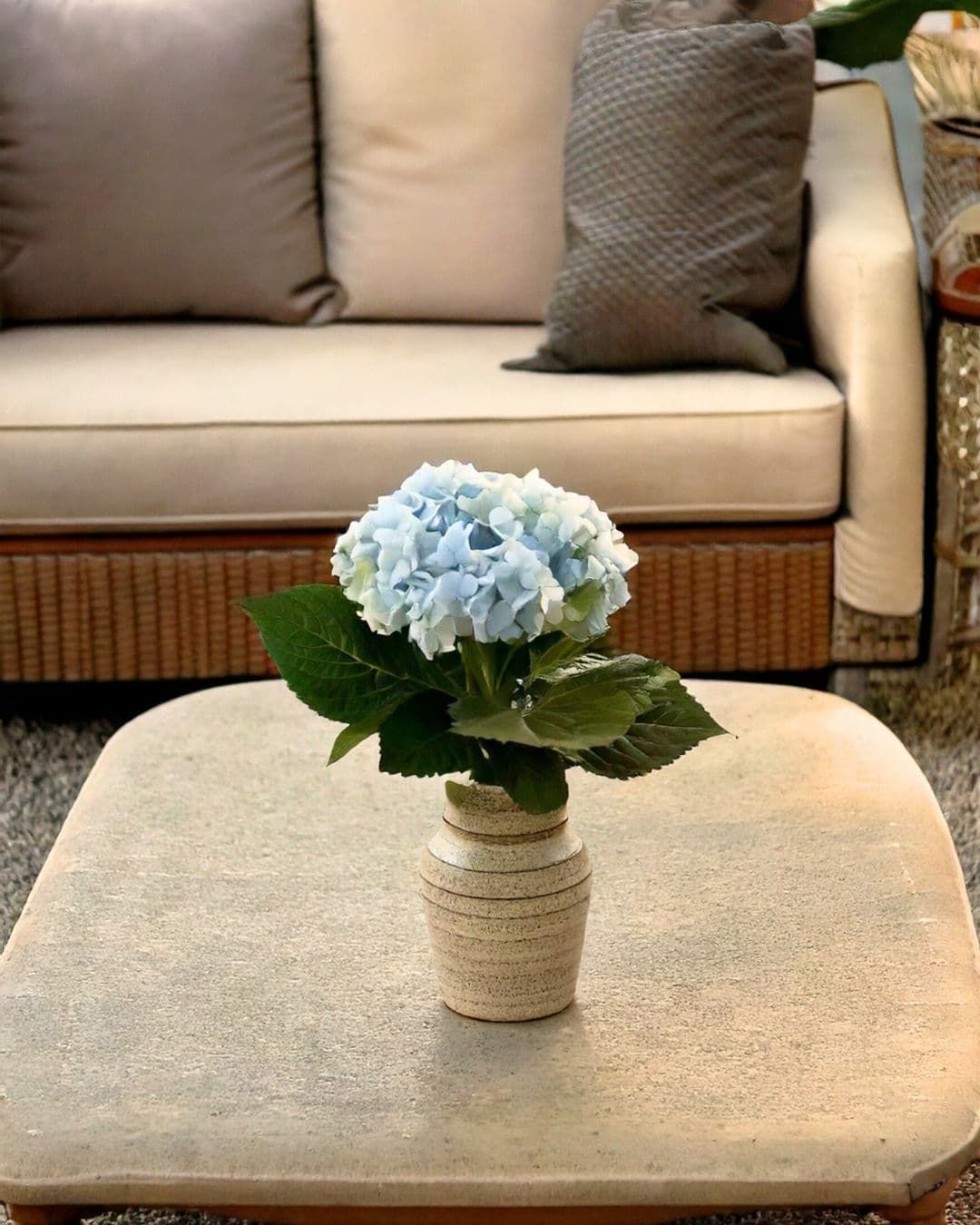 Hortensias - Pur Plant