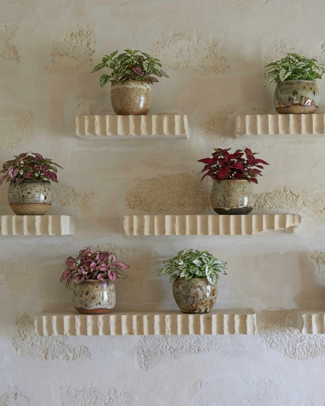 Hypoestes - Pur Plant