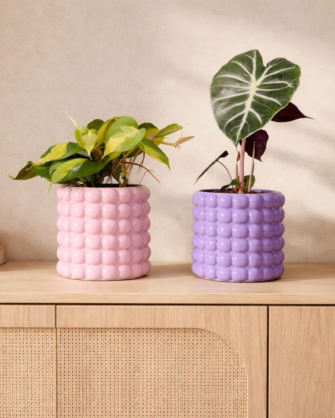 Macetas de Color - Pur Plant