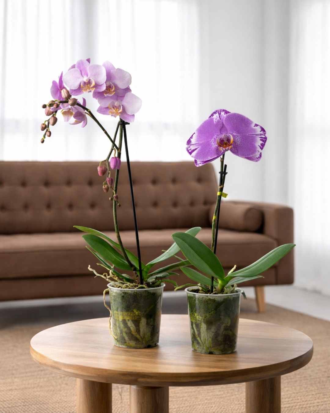 Orquideas - Pur Plant