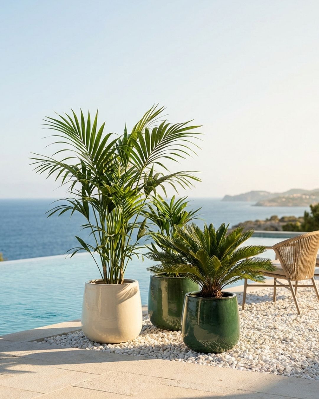 Palmera - Pur Plant
