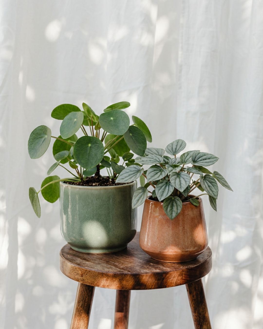 Pileas - Pur Plant