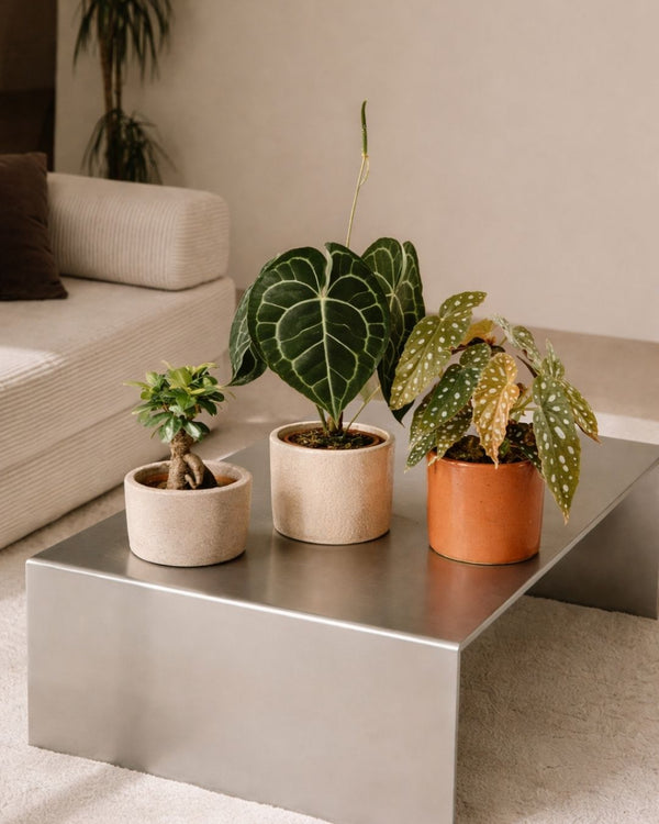 Plantas - Pur Plant