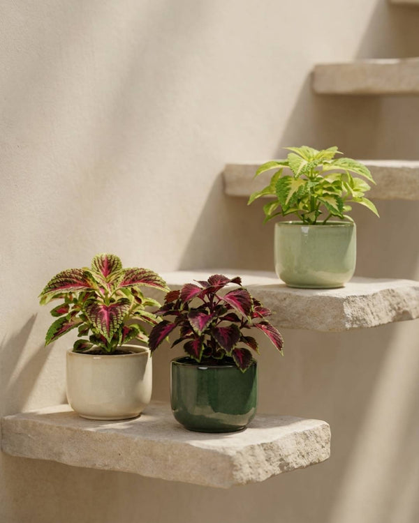 Plantas Cóleo