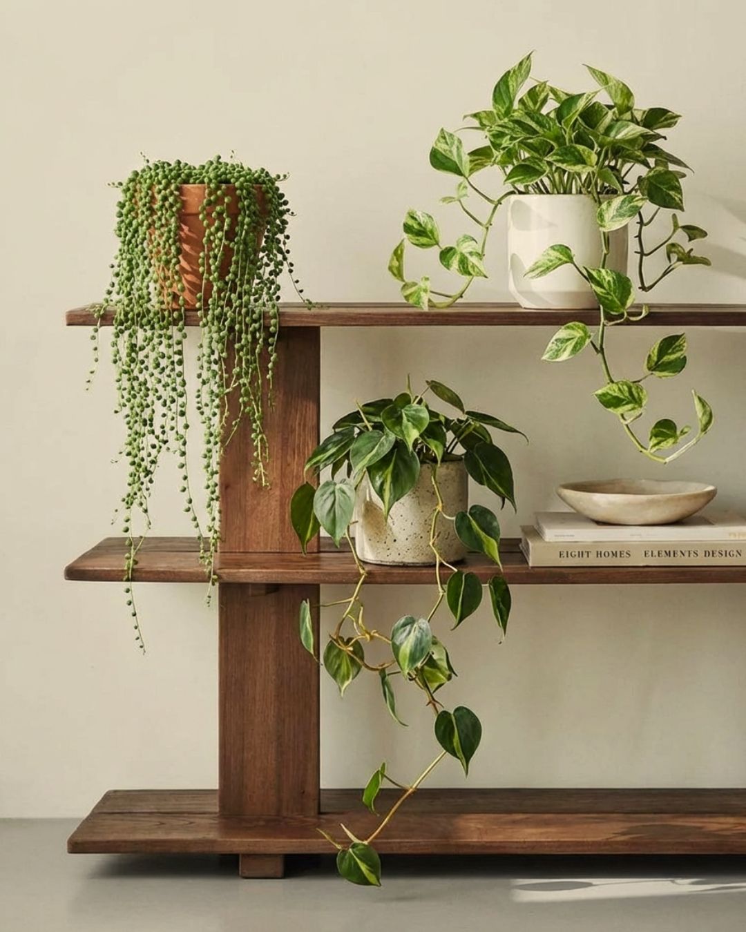 Plantas Colgantes - Pur Plant