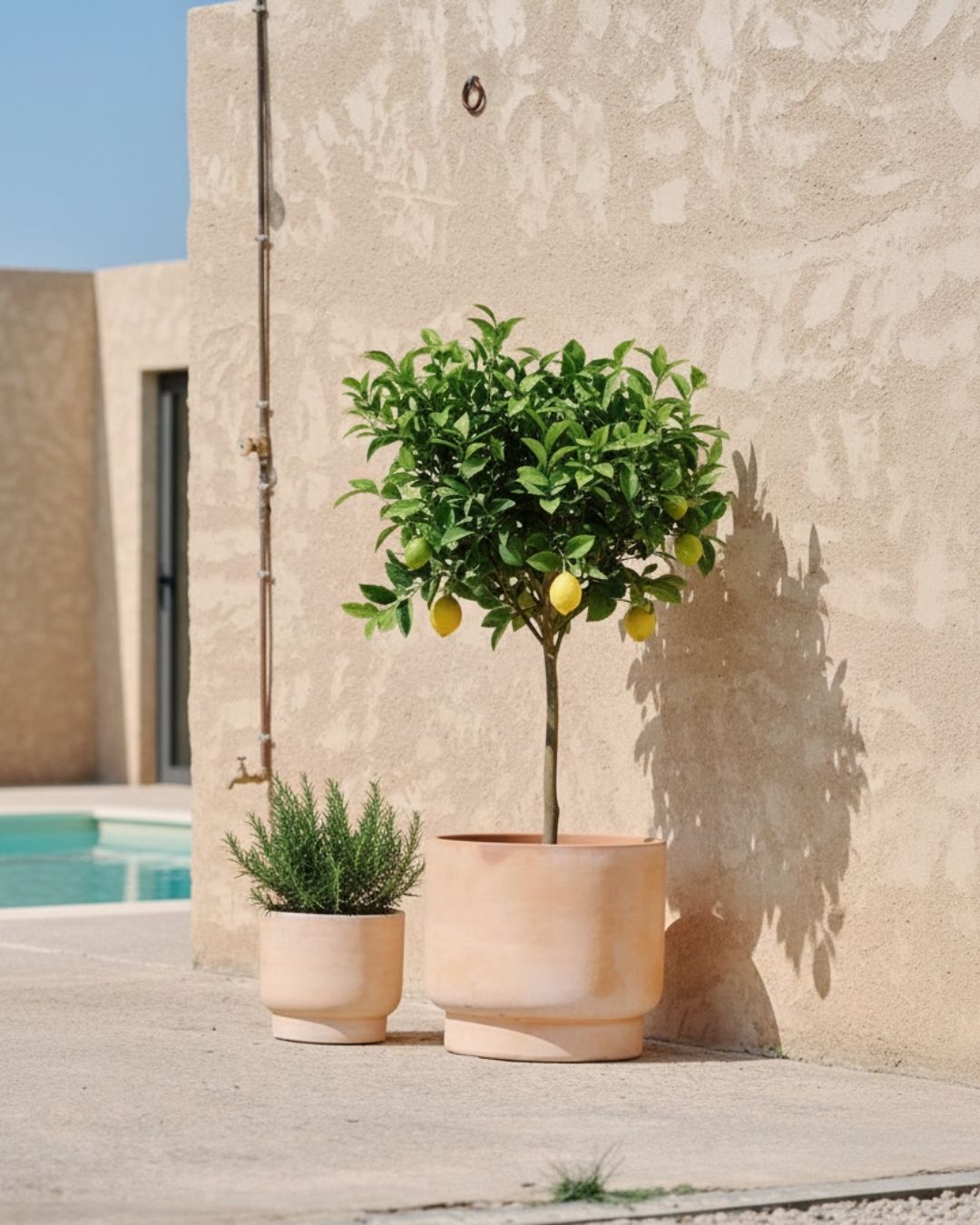 Plantas de Exterior - Pur Plant