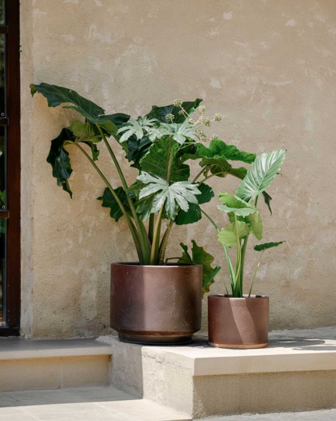 Plantas de Exterior con Sombra - Pur Plant
