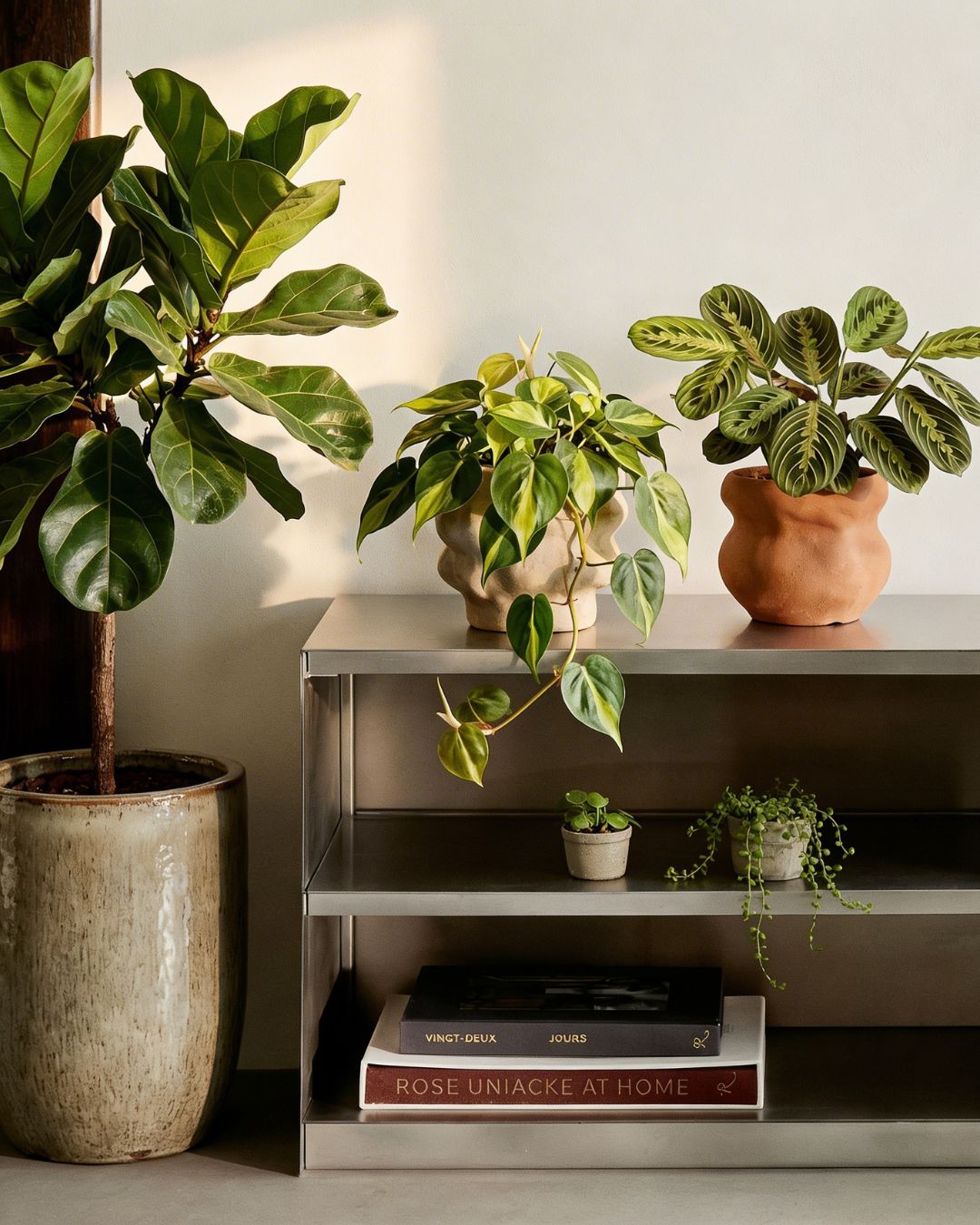Plantas de Interior - Pur Plant