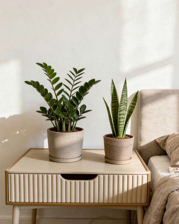 Plantas de Interior Resistentes - Pur Plant