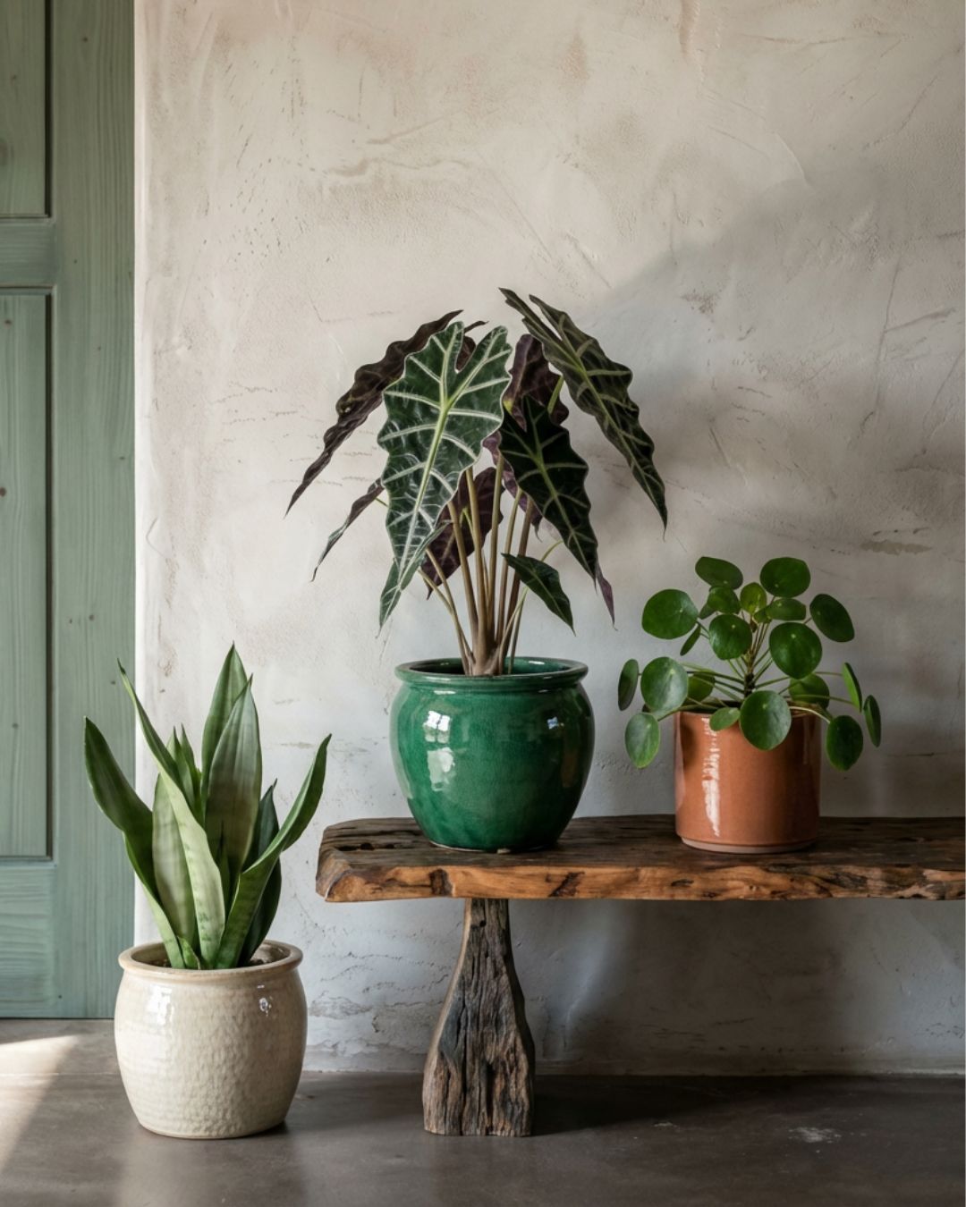 Plantas de Interior sin Flor - Pur Plant