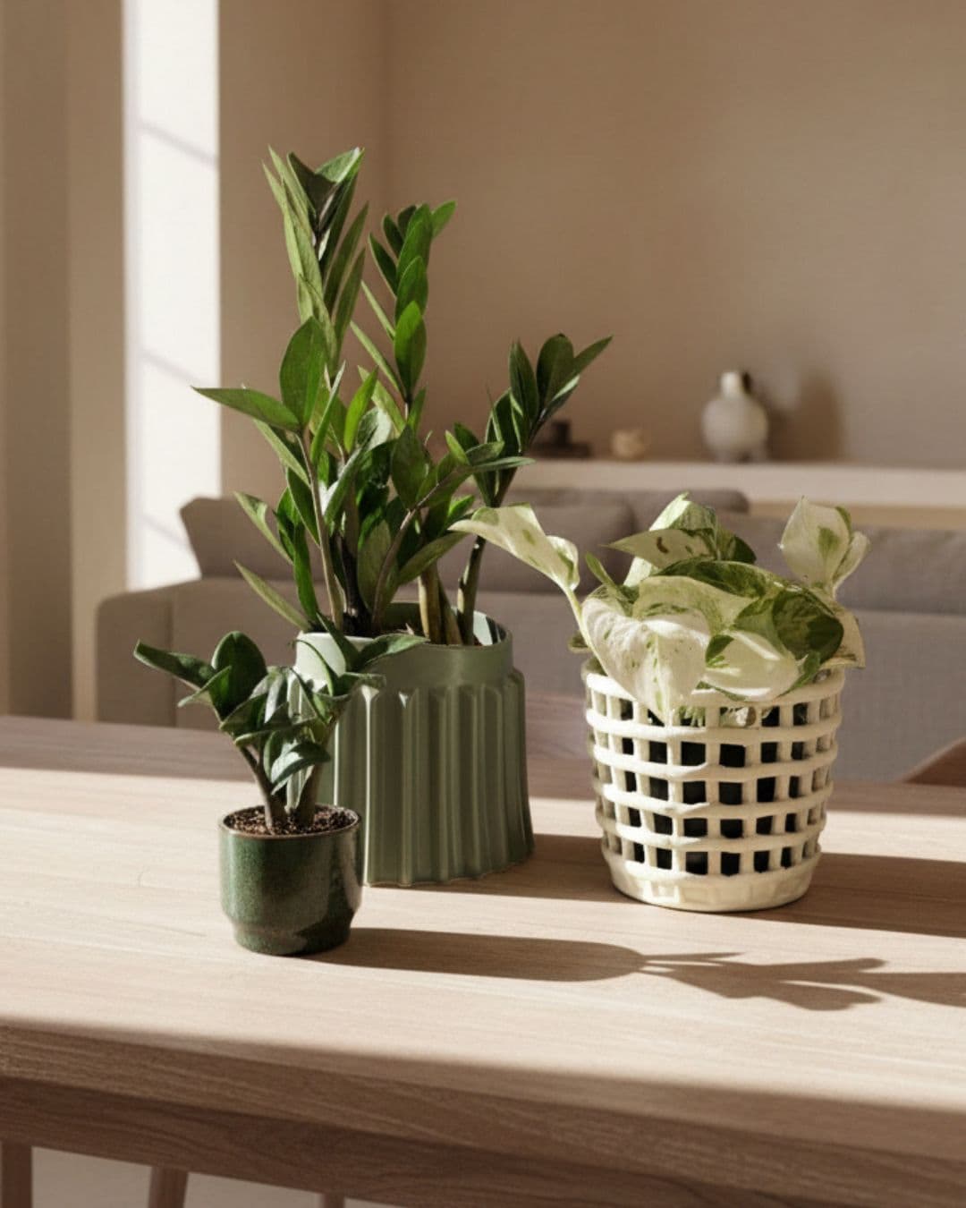 Plantas Fácil Cuidados - Pur Plant