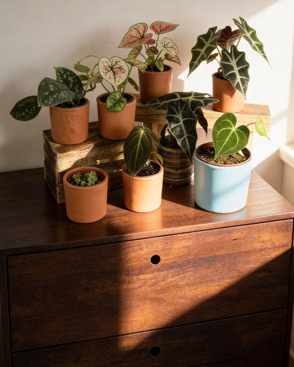 Plantas Minis - Pur Plant