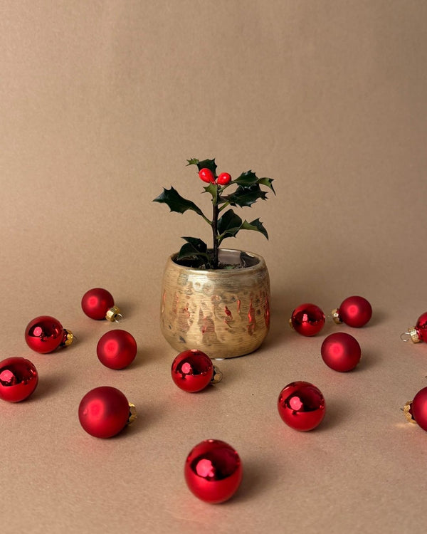 Plantas Navidad