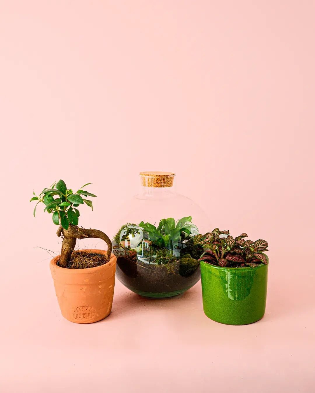 Plantas para Terrario - Pur Plant