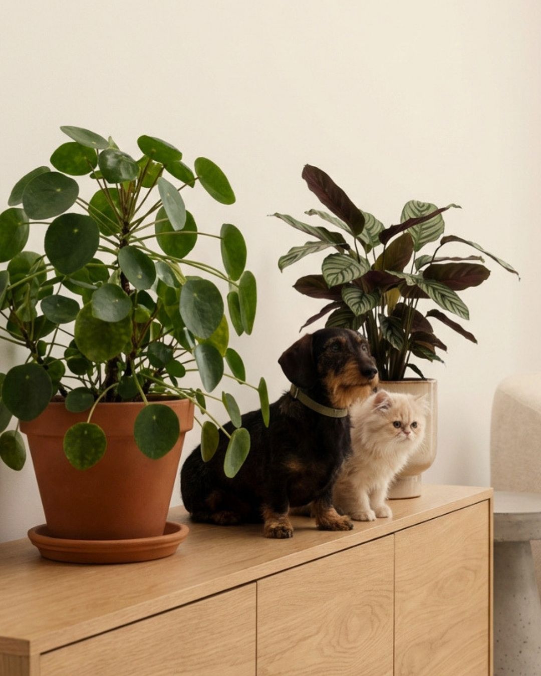 Plantas Pet Friendly - Pur Plant