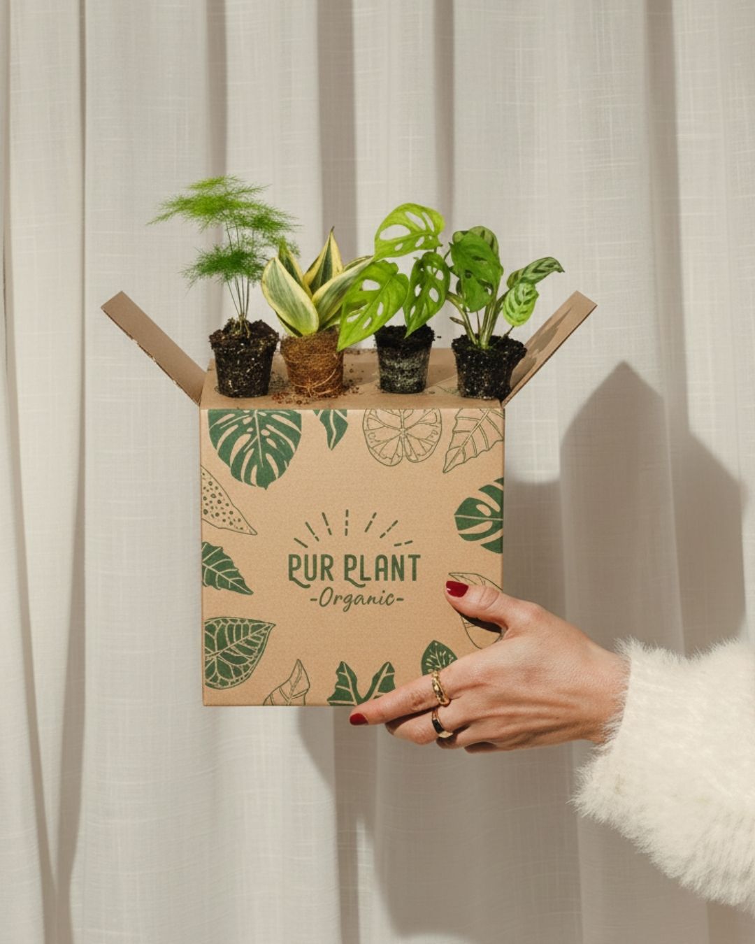 Plantas por menos de 10€ - Pur Plant