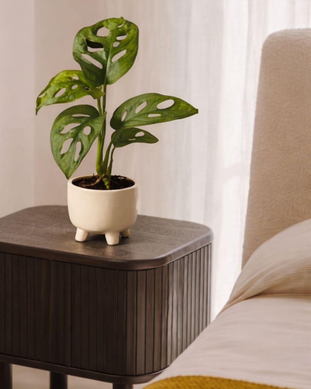 Plantas por menos de 5€ - Pur Plant