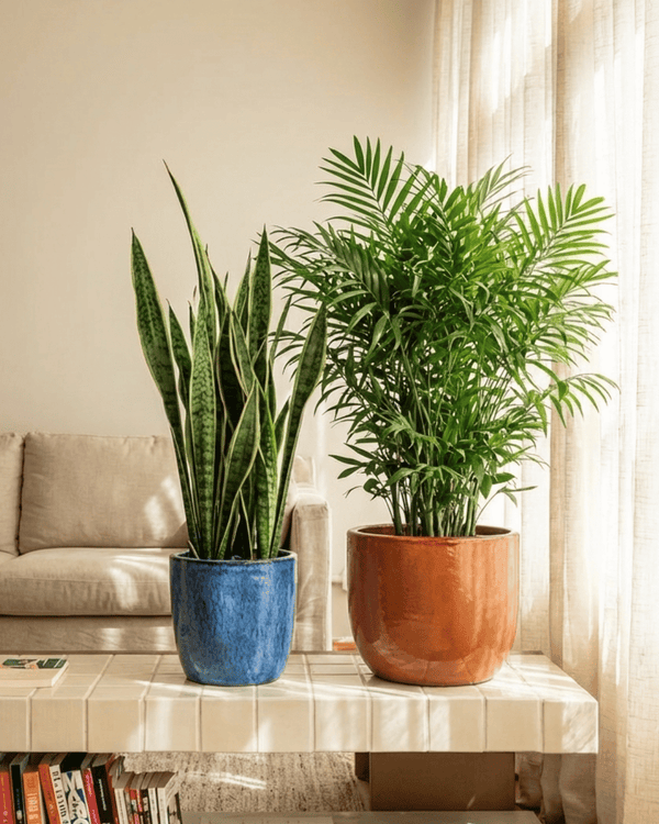 Plantas Purificadoras Aire - Pur Plant