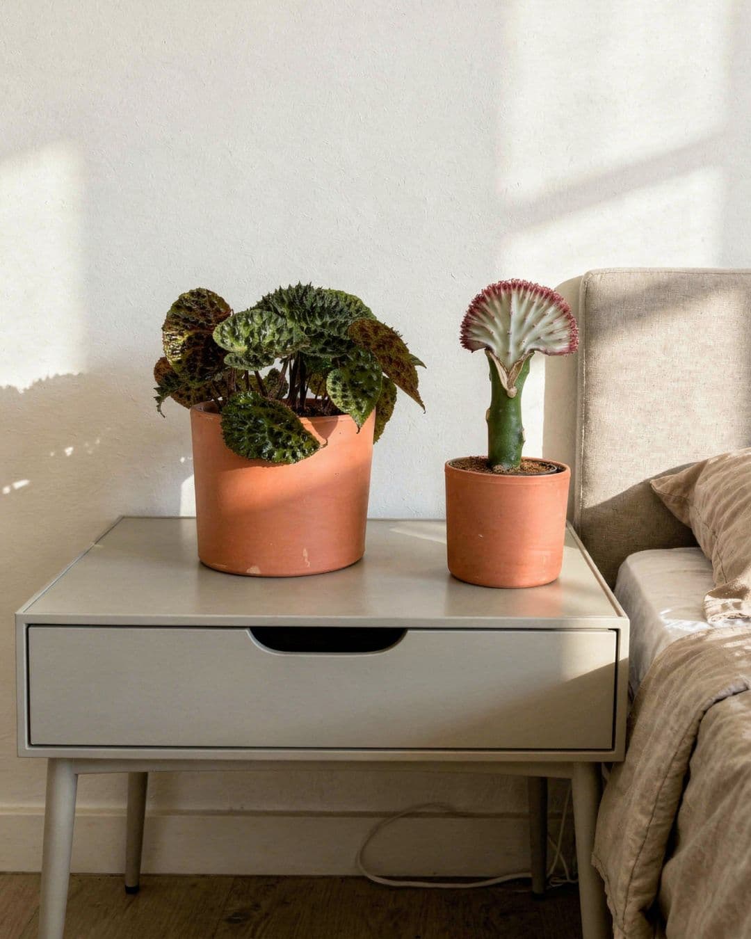 Plantas Raras de Interior - Pur Plant