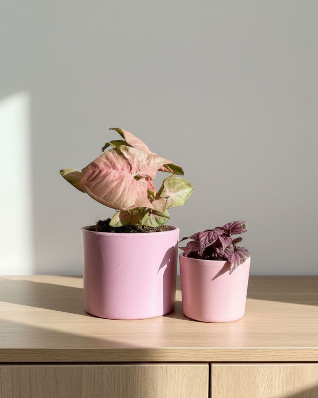 Plantas Rosas - Pur Plant
