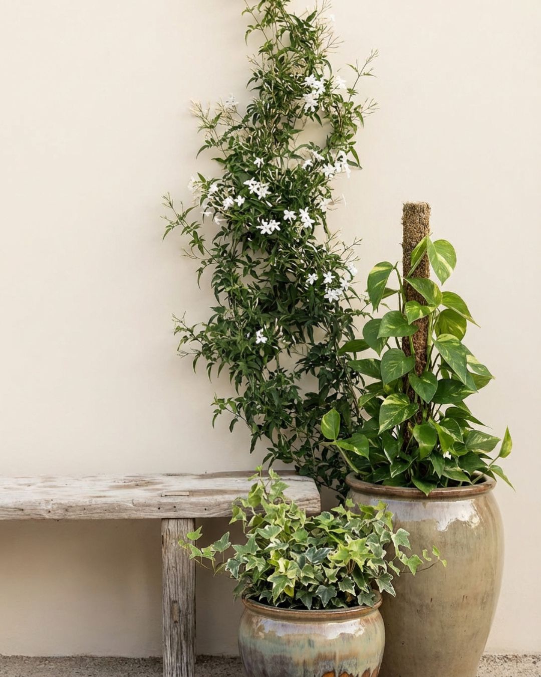 Plantas Trepadoras - Pur Plant