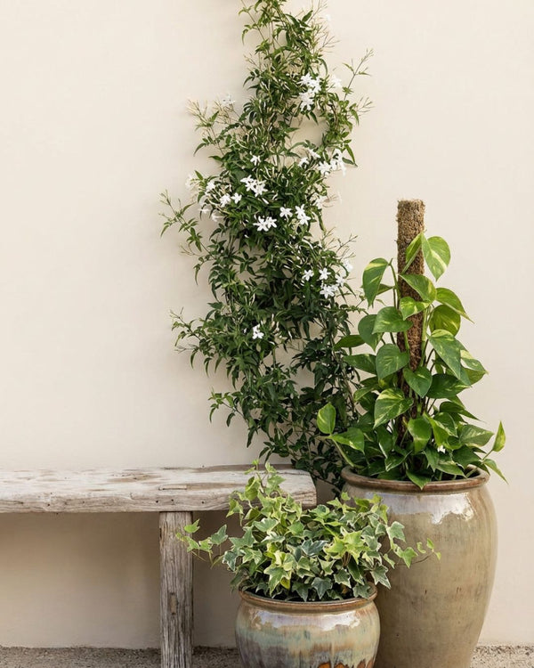 Plantas Trepadoras