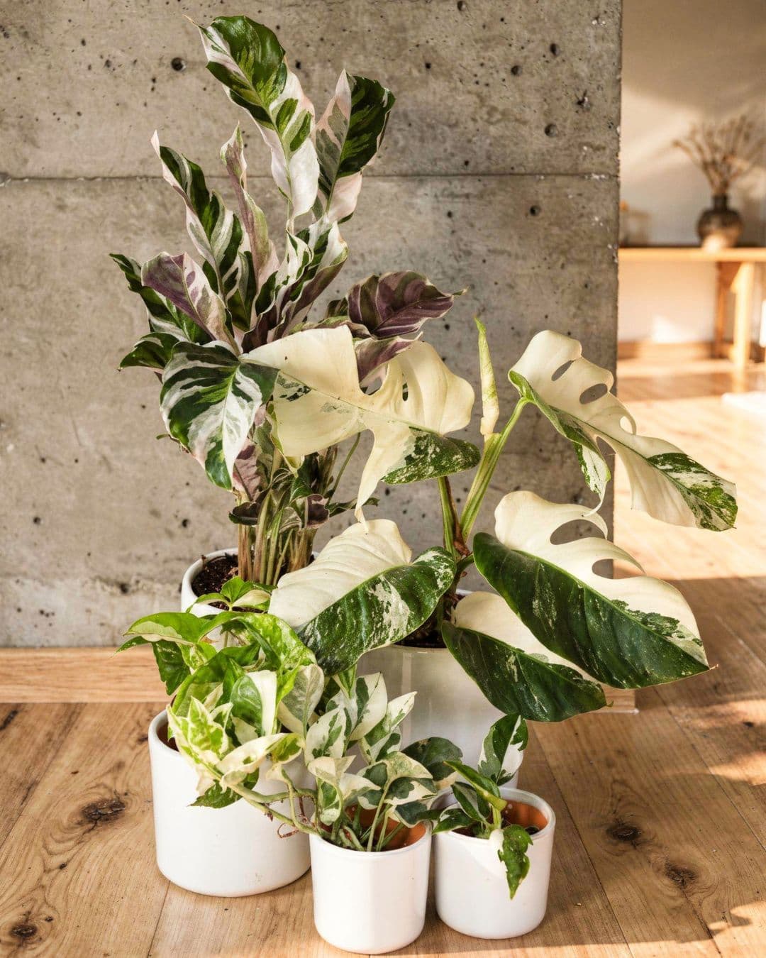 Plantas Variegadas - Pur Plant
