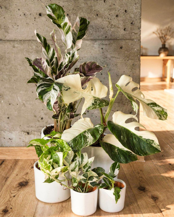 Plantas Variegadas - Pur Plant