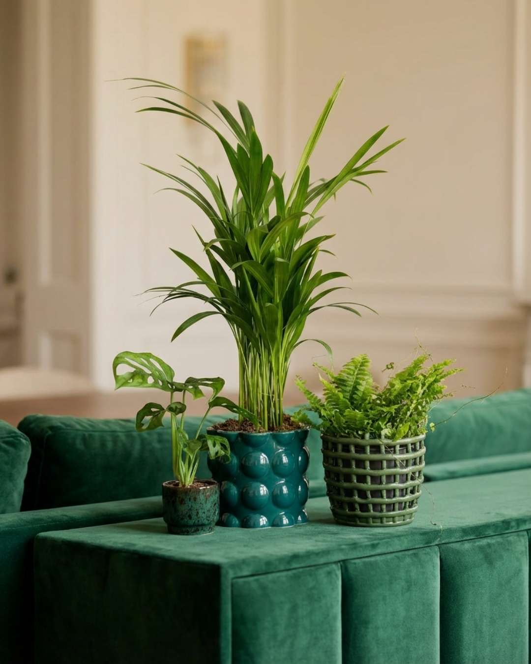Plantas Verdes - Pur Plant