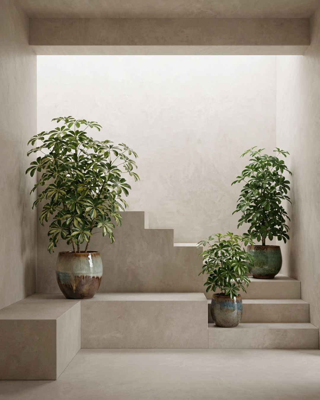 Schefflera - Pur Plant