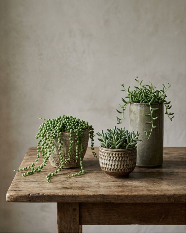 Senecio