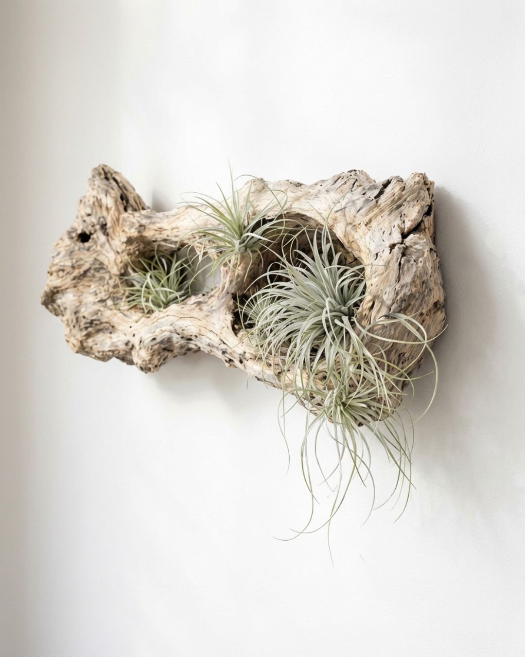 Tillandsias - Pur Plant