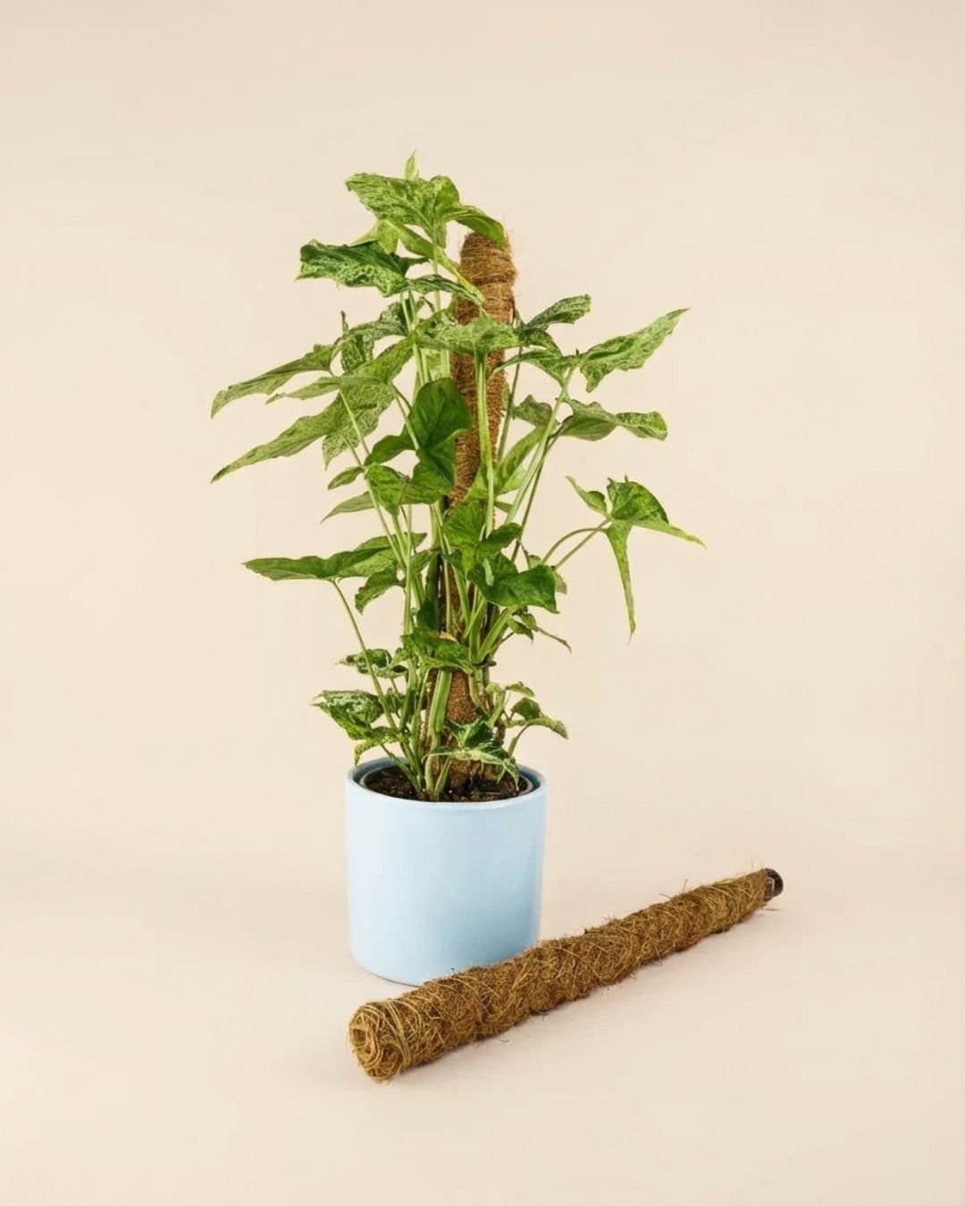 Tutores Fibra de Coco para Plantas - Pur Plant