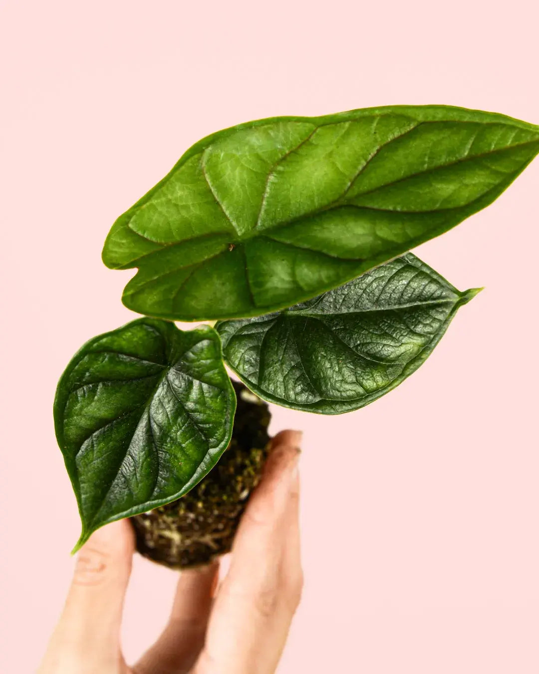 alocasia-dragonscale hojas