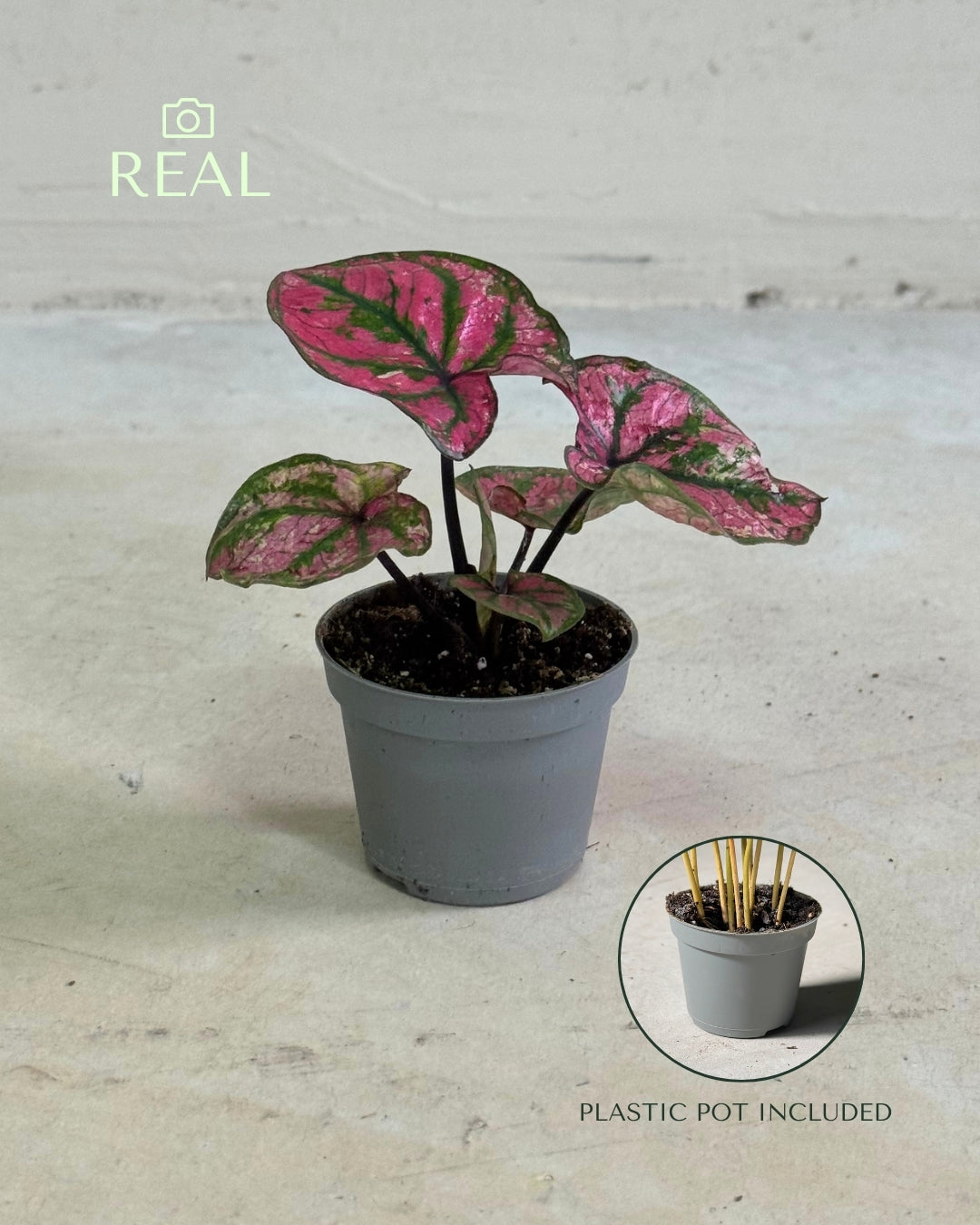 Caladium Purple Light Mini