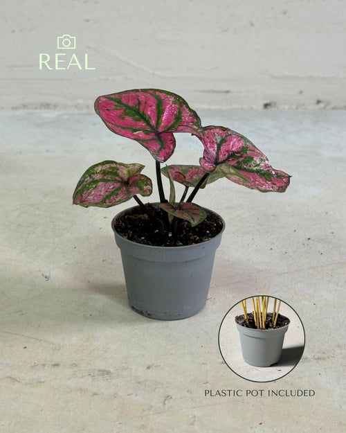Caladium Purple Light Mini
