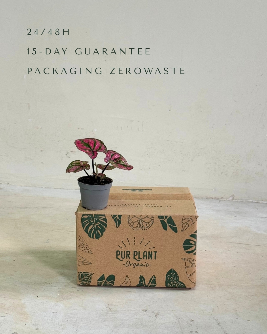 Caladium Purple Light Mini