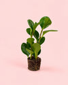 Peperomia Obtusifolia Mini