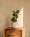 Peperomia Obtusifolia Mini