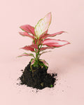 Aglaonema Pink M