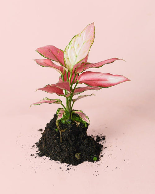 Aglaonema Pink M