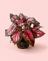 Caladium Xplorer M