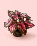 Caladium Xplorer M