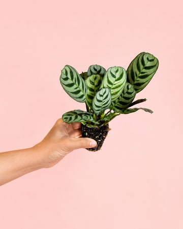 Maranta Amabilis Mini