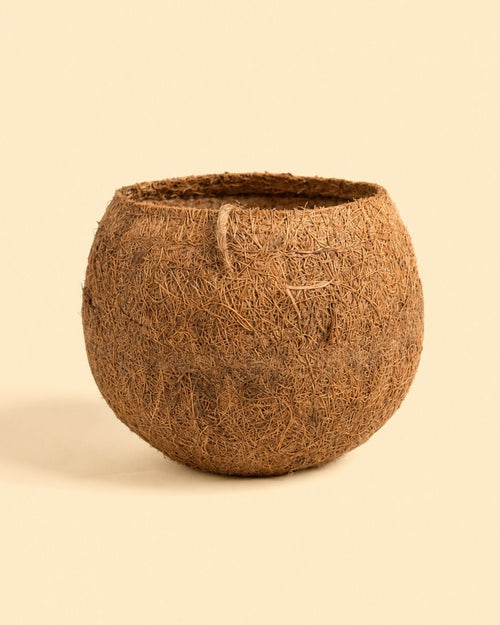 Maceta de Coco S - 7 cm