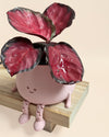 mini happy pot rosa pastel planta